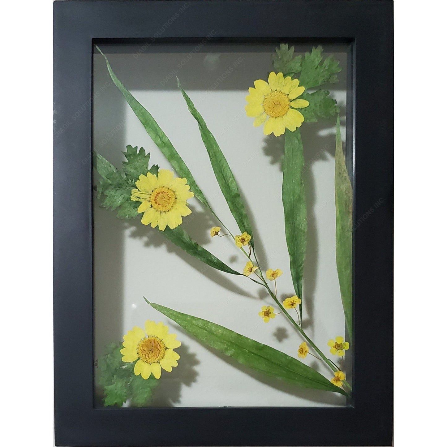 Yellow flower herbarium on frame