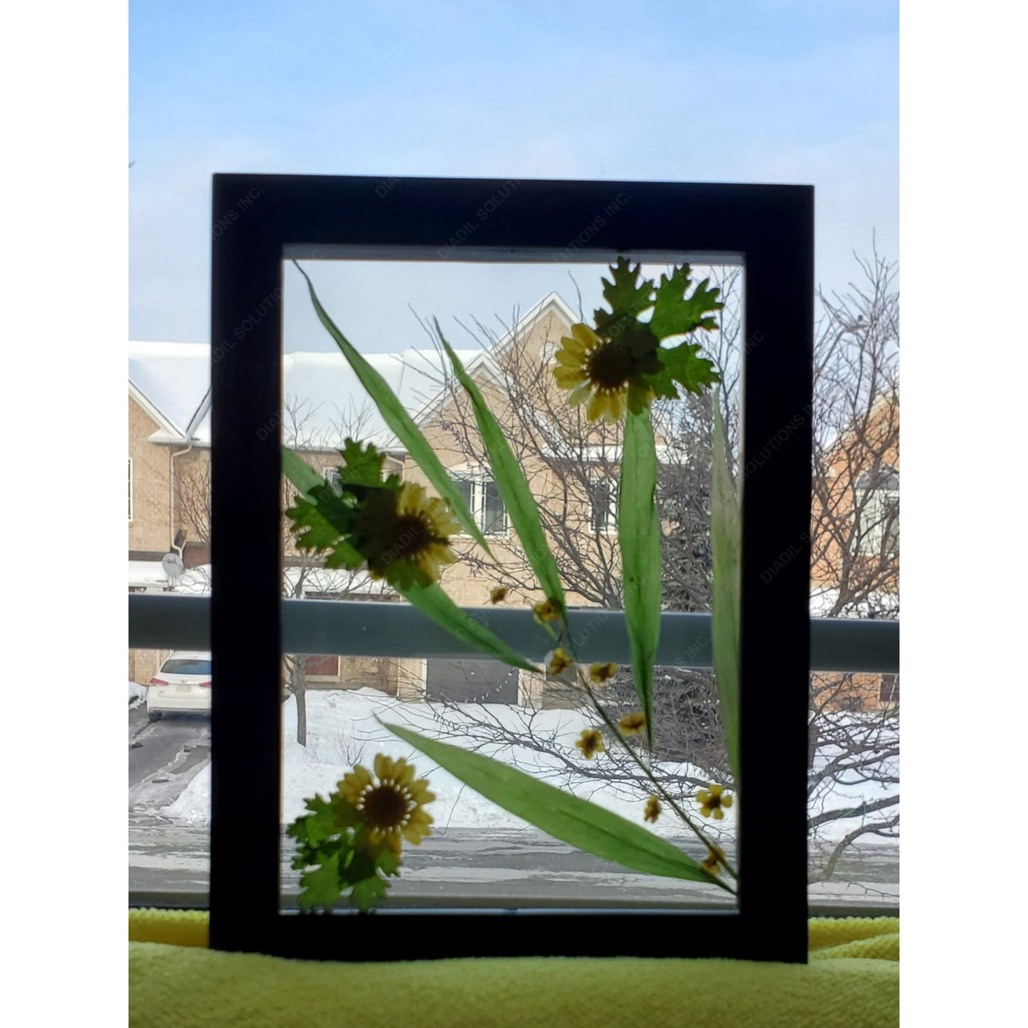 Yellow flower herbarium on frame