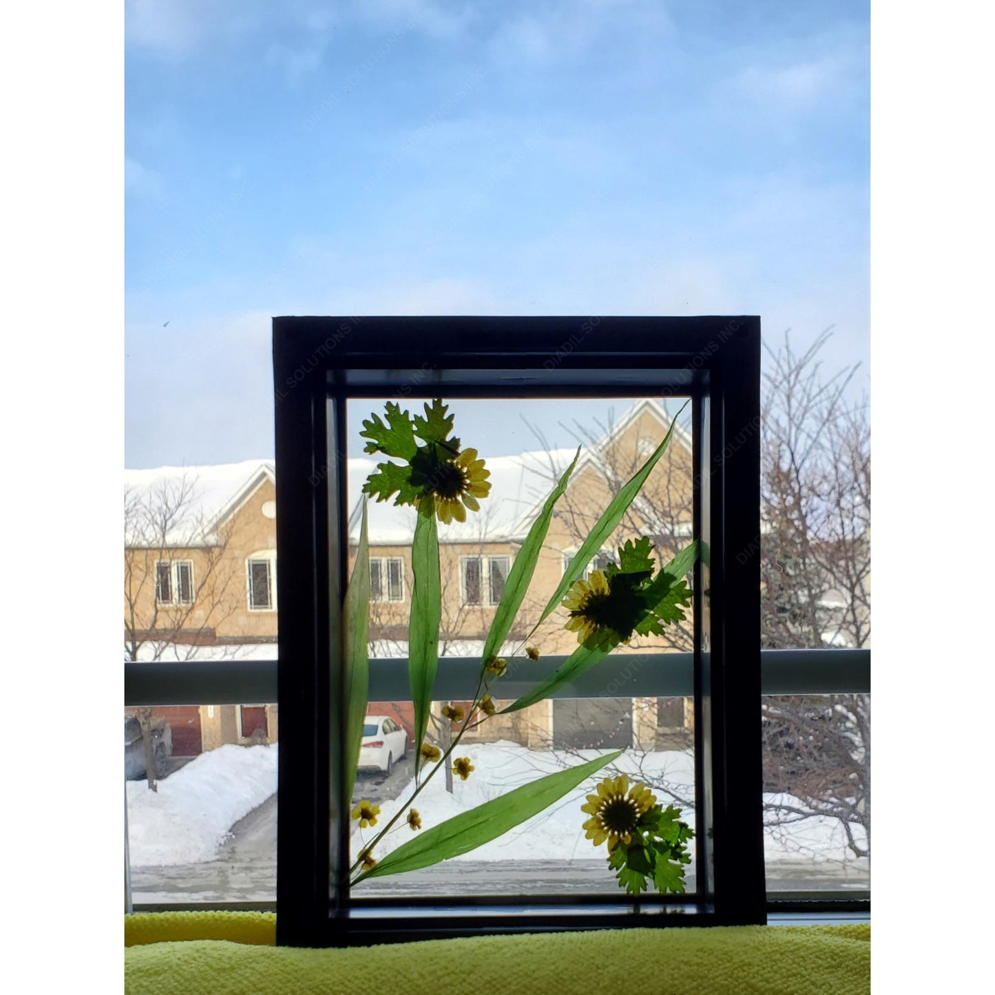 Yellow flower herbarium on frame